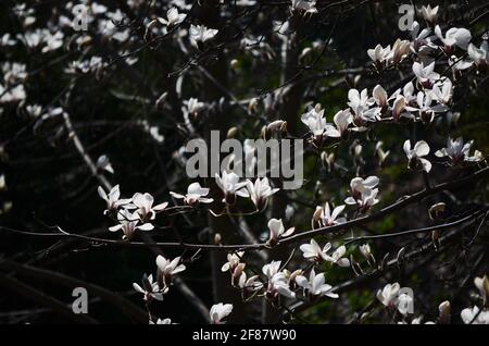 KIEW, UKRAINE - 10. APRIL 2021 - Magnolien blühen im Botanischen Garten Aleksandr Fomin, Kiew, der Hauptstadt der Ukraine. Stockfoto