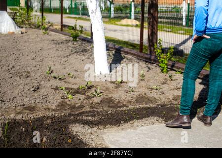 Der Gärtner mit Unschärfe-Effekt steht in der Nähe eines Bettes. Der Bauer schaut auf den Boden. Grüne. Gartenbau und Landwirtschaft. Unscharfer Hintergrundboden. Blick von hinten. Stockfoto