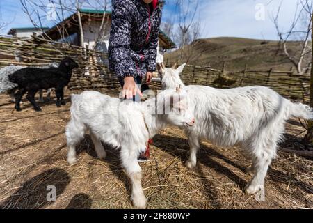 Das weiße lächerliche Kind wird auf dem Bauernhof, auf dem grünen Gras geweidet Stockfoto