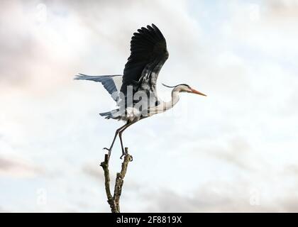 Schöner wilder blauer Reiher, großer geflügelter Vogel, der aus dem Flug fliegt und anmutig auf dem Baum mit dem Sonnenuntergang am Himmel balanciert. Massiver Storchflügel, langer Hals. Stockfoto