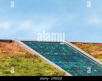 Solarpaneele auf einem neuen Dach mit grünen und roten Sedum für Isolierung und Heizung abgedeckt Stockfoto