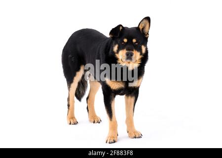 Ein großer streunender Hund steht im Schnee auf der Straße. Verschiedene Ohren. Stockfoto