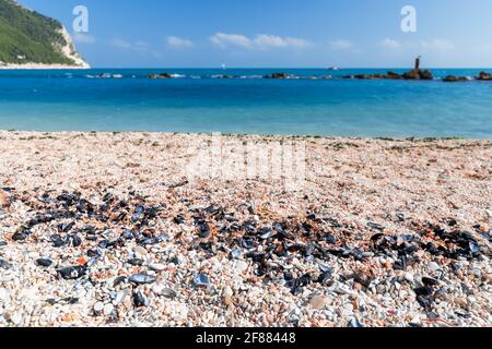 Kieselsteine und Muscheln am Strand Urbani an der Küste der riviera del Conero. Sirolo, Italien Stockfoto