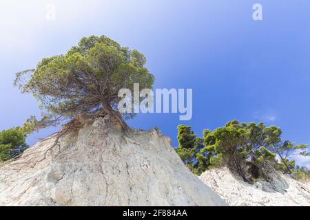 Einsamer Baum auf einer Klippe gegen den schönen blauen Himmel Stockfoto