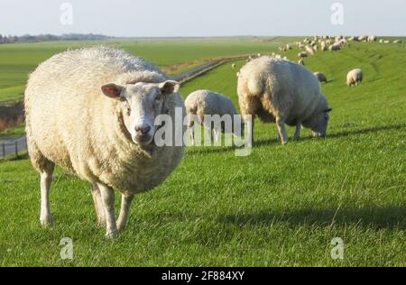 Ein Schaf in Ostfriesland auf dem Deich zeigte großes Interesse an meiner Fotoarbeit. Die anderen Tiere nahmen keine Notiz von mir. Stockfoto