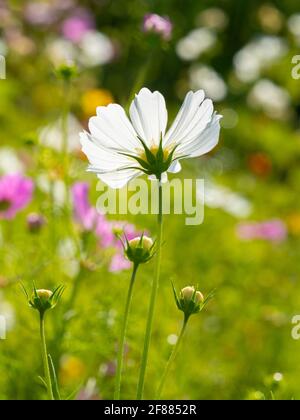 Eine einzelne Zinnia hinterleuchtete Aganist mit einem grünen Hintergrund Stockfoto