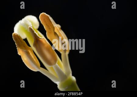 Makroaufnahme des Pistill und der Staubgefäße einer Tulpe mit Fokus auf die anteriore Staubgefäße. Geringe Schärfentiefe, schwarzer Hintergrund Stockfoto