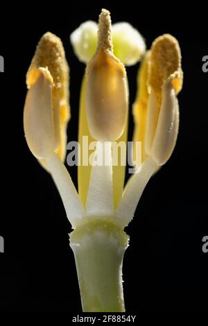 Makroaufnahme des Pistill und der Staubgefäße einer Tulpe mit Fokus auf die anteriore Staubgefäße. Geringe Schärfentiefe, schwarzer Hintergrund Stockfoto