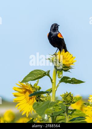 Eine Amsel mit roten Flügeln (Agelaius phoeniceus), die auf einer gelben Sonnenblume sitzt Stockfoto