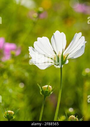 Eine einzelne Zinnia hinterleuchtete Aganist mit einem grünen Hintergrund Stockfoto