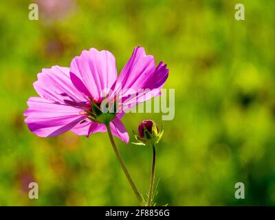 Eine einzelne Zinnia hinterleuchtete Aganist mit einem grünen Hintergrund Stockfoto