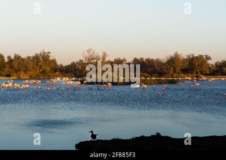 Flamingos im Vogelpark Pont de Gau, Frankreich Stockfoto