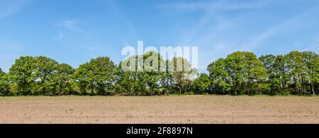 Bäume auf dem landwirtschaftlichen Feld. Stockfoto