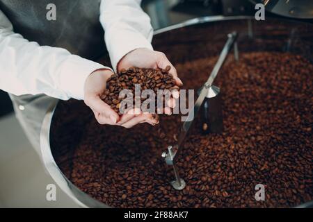 Kaffeekühlung in der Röstermaschine beim Rösten des Kaffees. Junge Barista, die Kaffeebohnen mischt und in den Händen hält Stockfoto