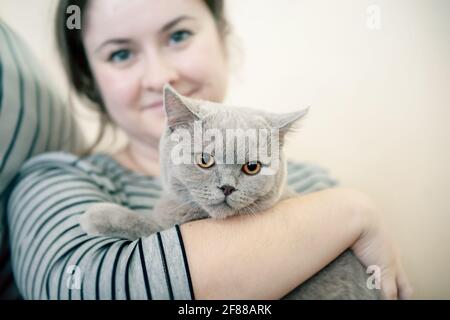 7. April 2013, Kolomna, Russland. Nahaufnahme Porträt einer schönen grauen jungen niedlichen Lopohrkatze in den Armen des Besitzers. Redaktionell. Stockfoto