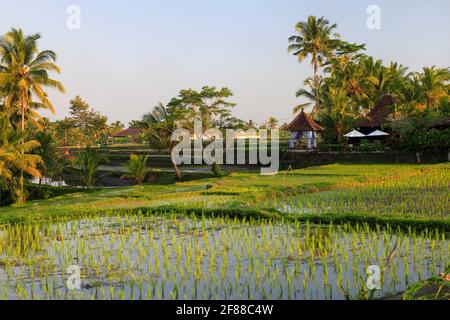 Reisfelder mit Palmen und Reflexion im Wasser in Bali, Indonesien Stockfoto