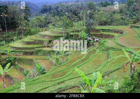 Terrassenförmige Reisfelder im ländlichen Bali, Indonesien Stockfoto