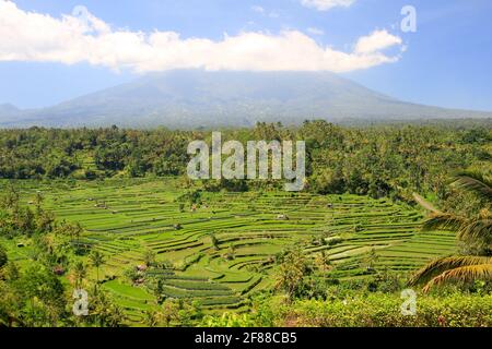 Reisfelder oder Felder von Bali, Indonesien mit blauem Himmel und Vulkan Mount Agung im Hintergrund Stockfoto
