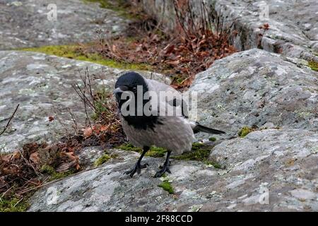 Krähe mit Kapuze, Corvus cornix, erwachsener männlicher Vogel, der auf Felsen kauert und im Frühjahr territoriales Verhalten zeigt. Stockfoto