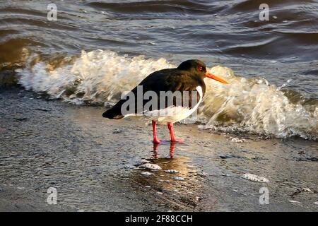 Haematopus ostralegus, eurasischer Austernfischer, der an einem Frühlingsmorgen im Strandwasser steht. Stockfoto