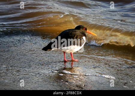Haematopus ostralegus, ein Eurasischer Austernfischer, der im goldenen Licht eines Frühlingsmorgens im Strandwasser steht. Stockfoto