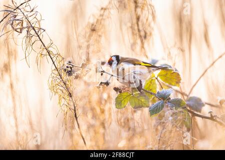 Porträt eines bunten Goldfinkens im frühen Winteraufgang Auf einem Bramble Ast zwischen den Gräsern thront Stockfoto