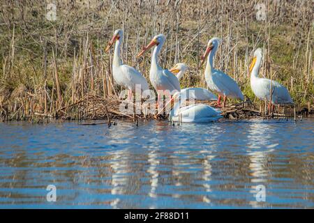 Weiße Pelikane am Ufer des Baum Lake im Shasta County, Kalifornien, USA. Stockfoto