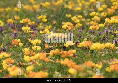 Vogelfußtrefolie (Lotus corniculatus) und wilder Thymian (Thymus polytrichus) auf Kreide im Landesboden. Surrey, Großbritannien. Stockfoto