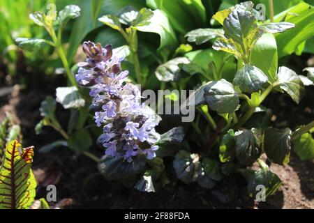 Dekorativer Bumel im Garten Stockfoto