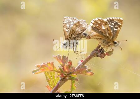 Malvae grizzled Skipper (Schmetterling) Verpaarung. Surrey, Großbritannien. Stockfoto