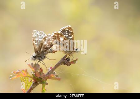 Malvae grizzled Skipper (Schmetterling) Verpaarung. Surrey, Großbritannien. Stockfoto