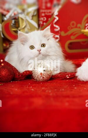 Persisches Kätzchen mit weihnachtsdekoration Stockfoto