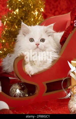 Persisches Kätzchen mit weihnachtsdekoration Stockfoto