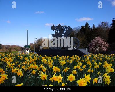 Narzissen und Radfahrer auf der A24 bei Dorking Stockfoto