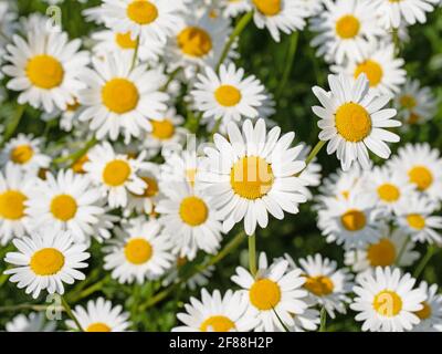 Blühende Marguerite, Leucanthemum, in einer Nahaufnahme Stockfoto