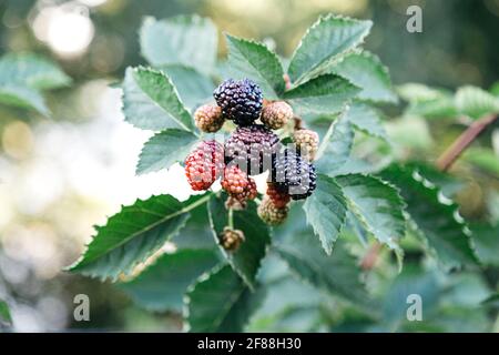 Reife Brombeeren am Busch sind reif. Reife und unreife rote und schwarze Brombeeren im Prozess des Wachstums, Reifung und Kommissionierung. Bio-Bh Mit Saftigen Beeren Stockfoto