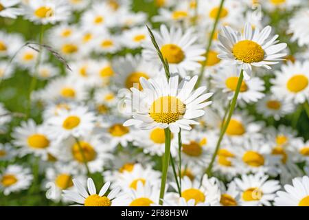 Blühende Marguerite, Leucanthemum, in einer Nahaufnahme Stockfoto