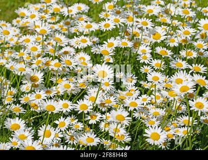 Blühende Marguerite, Leucanthemum, in einer Nahaufnahme Stockfoto