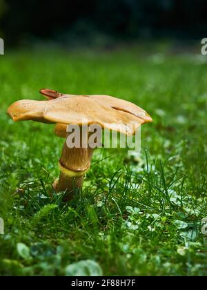 Ein beeindruckender Pilz auf einer Wiese in einem heimischen Garten, herbstliche warme Farben gegen sattes, grünes, tautropfen Gras. Stockfoto