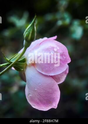 Eine Seitenansicht einer rosa und weißen Rose in voller Blüte mit hellen Tau-Tropfen auf den Blütenblättern vor einem defokussierenden Hintergrund aus grünem Laub. Stockfoto