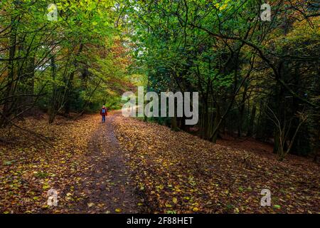 Ein Weg durch den Herbstwald bei Symonds Yat im Forest of Dean, Herefordshire, England Stockfoto