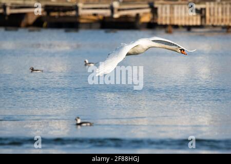 Im Ashbridges Bay Park in Toronto fliegt ein stummer Schwan an einer Schar langschwänziger Enten vorbei. Stockfoto