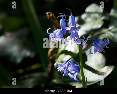 Nahaufnahme der bluebelligen Blüten in voller Blüte vor einem Hintergrund von dunklem, grünem Unterholz, das die reiche Farbe der Blüten betont. Stockfoto