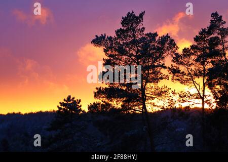 Nadelbäume vor einem malerischen, farbenfrohen Sonnenuntergang Stockfoto