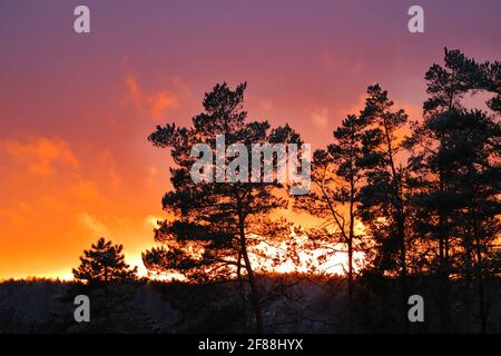 Nadelbäume vor einem malerischen, farbenfrohen Sonnenuntergang Stockfoto