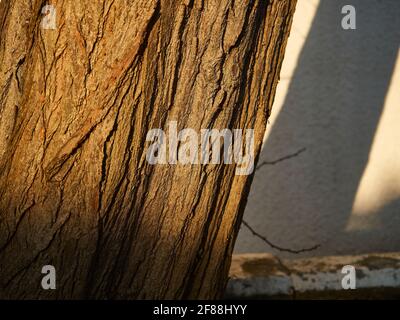 Semi-abstrakte Nahaufnahme der komplexen Textur der Rinde eines Heuschreckenbaums bei warmem Frühlingssonne, mit einem eigenen scharfen Schatten auf einer Wand dahinter. Stockfoto