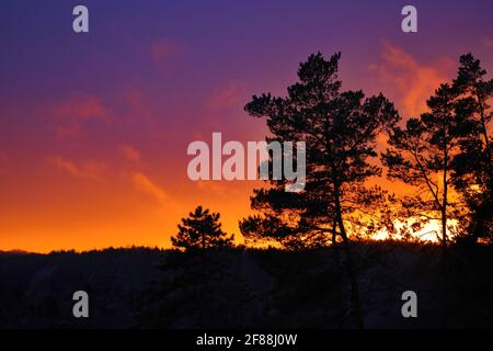 Nadelbäume vor einem malerischen, farbenfrohen Sonnenuntergang Stockfoto