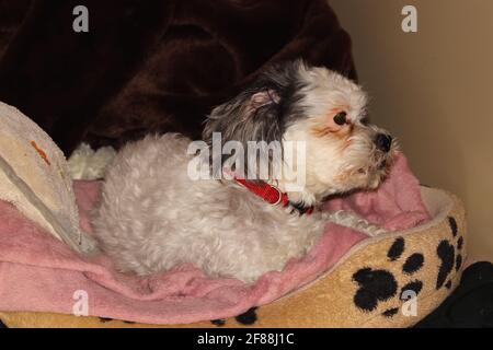 Nahaufnahme eines netten Hundes Stockfoto