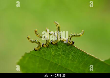 Raupen der Familie Geometridae fressen ein Haselblatt auf Nahaufnahme mit grünem Hintergrund Stockfoto