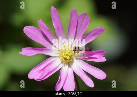 Nahaufnahme rosa Blume Anemonoides blanda, Familie Ranunculaceae und eine männliche Schwebfliege Melanostoma scalare. Ein verblassener grüner Garten. Frühling, April, Holland Stockfoto